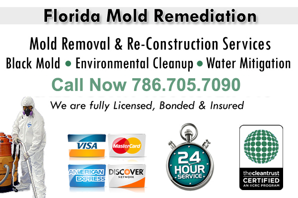 Mold Cleanup Service in Miami